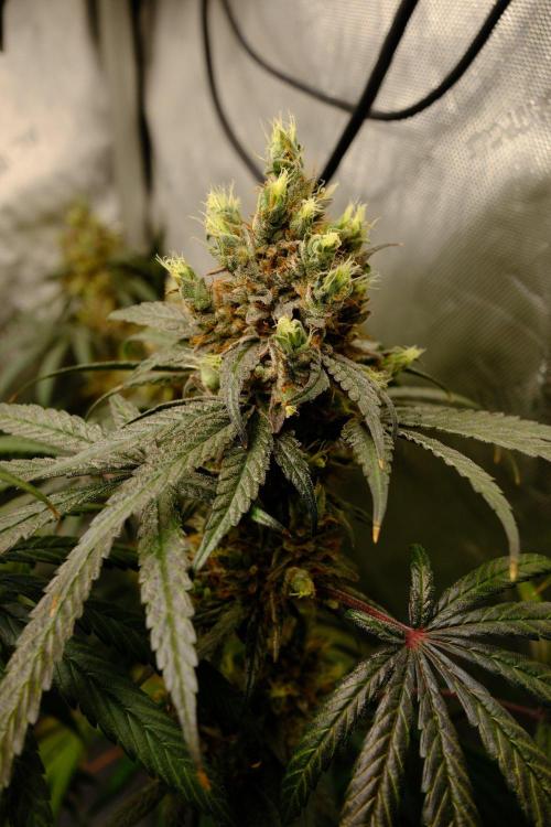 Gorilla Runtz - Seedsman. Week 12