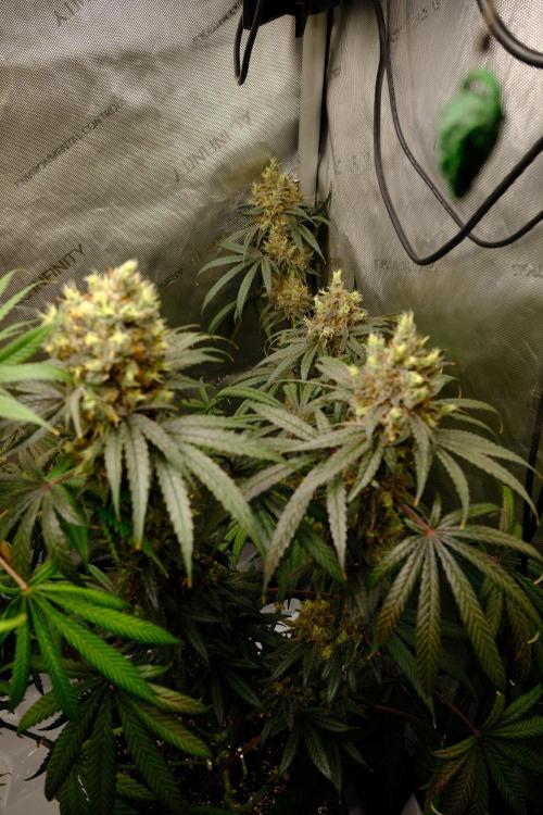 Gorilla Runtz - Seedsman. Week 12