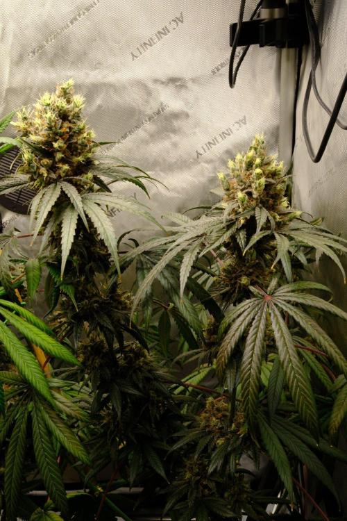 Gorilla Runtz - Seedsman. Week 12