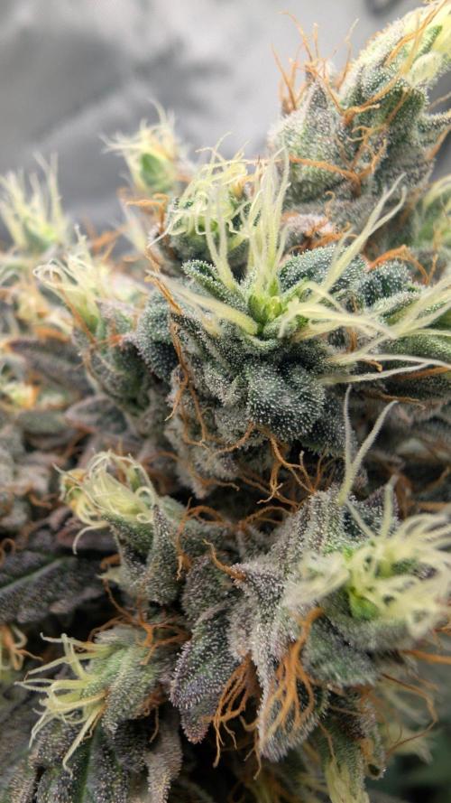 Gorilla Runtz - Seedsman. Week 12