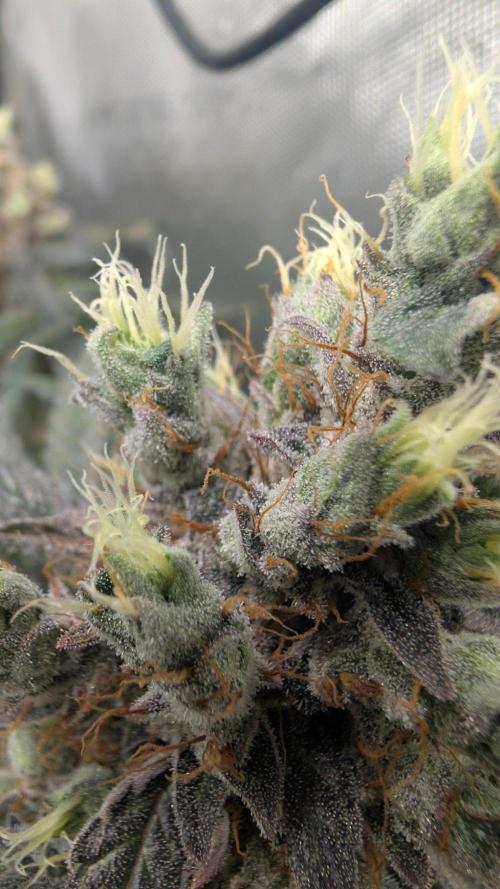 Gorilla Runtz - Seedsman. Week 12