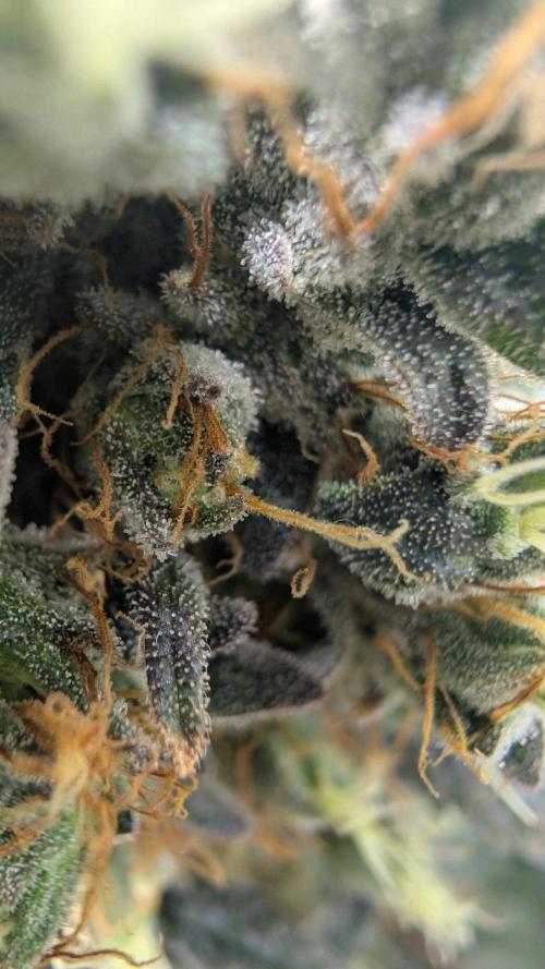 Gorilla Runtz - Seedsman. Week 12