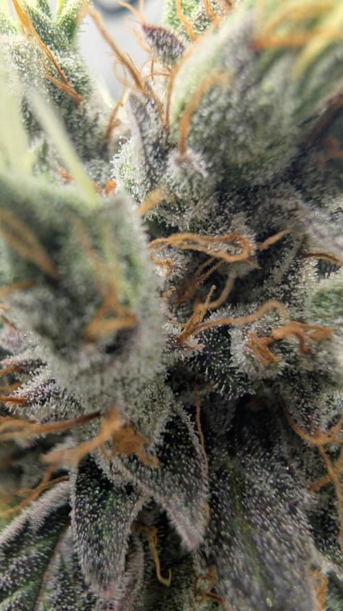 Gorilla Runtz - Seedsman. Week 12