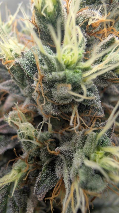Gorilla Runtz - Seedsman. Week 12
