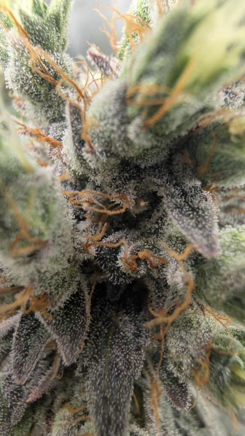 Gorilla Runtz - Seedsman. Week 12