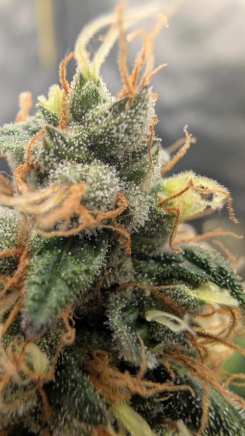 Blue Zushi - Ganja Farmer. Week 11