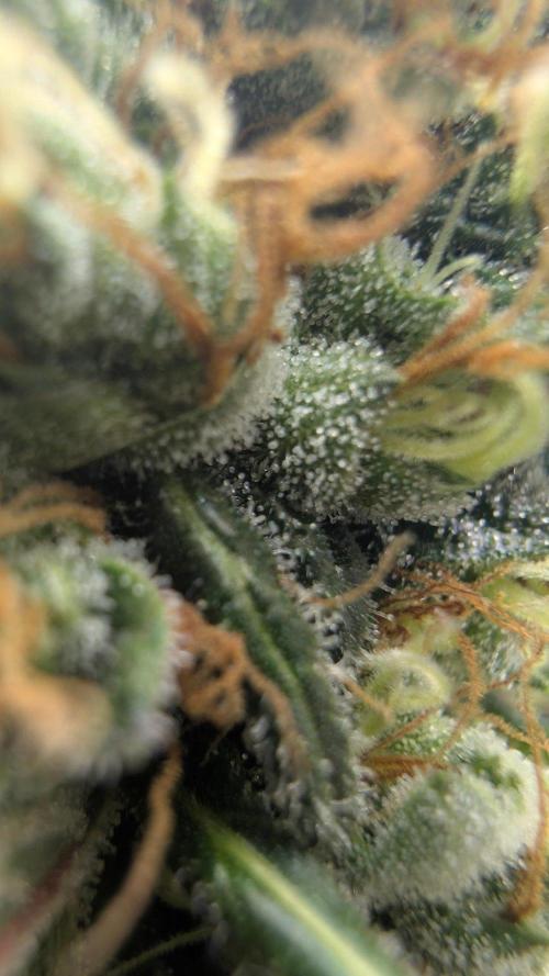 Blue Zushi - Ganja Farmer. Week 11