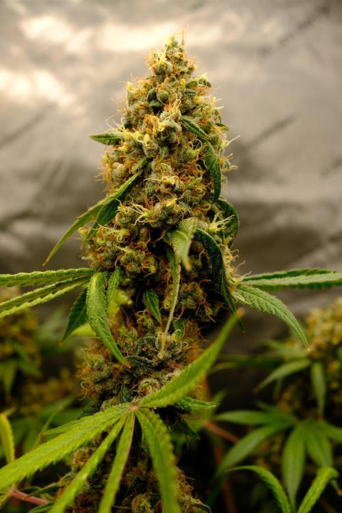 Blue Zushi - Ganja Farmer. Week 11