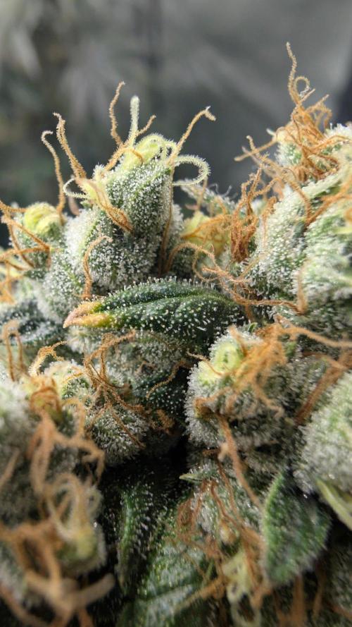 Blue Zushi - Ganja Farmer. Week 11
