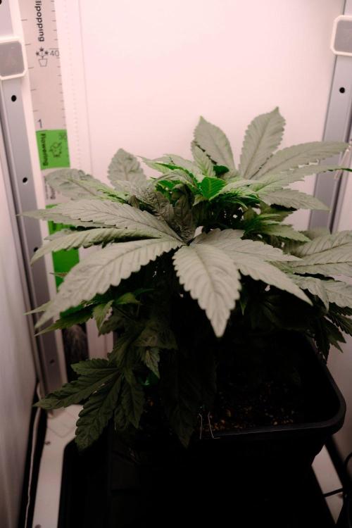 Golosa - Contest Grow - Delicious Seeds. Week 3