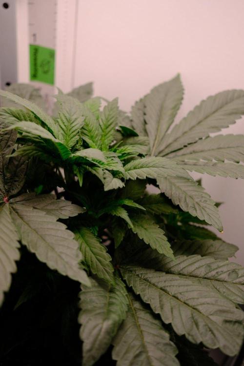 Golosa - Contest Grow - Delicious Seeds. Week 3