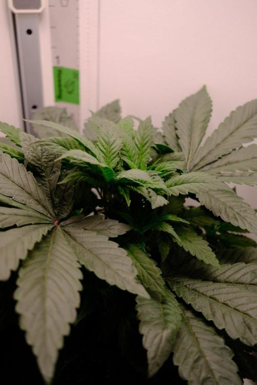 Golosa - Contest Grow - Delicious Seeds. Week 3