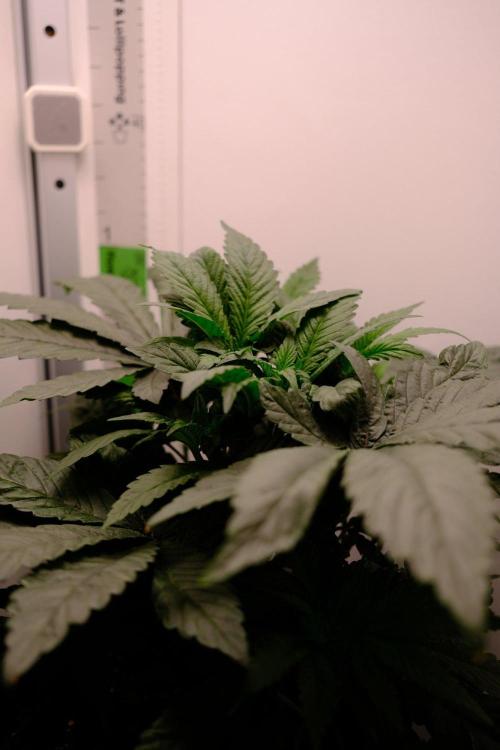 Golosa - Contest Grow - Delicious Seeds. Week 3