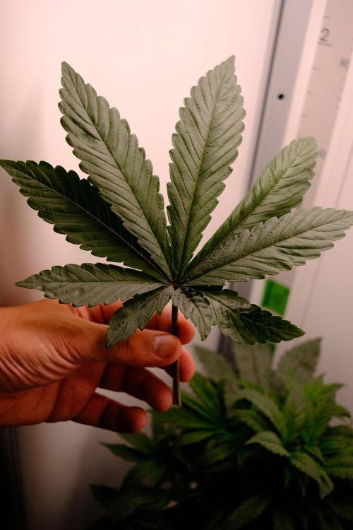 Golosa - Contest Grow - Delicious Seeds. Week 3