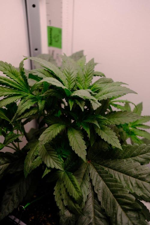 Golosa - Contest Grow - Delicious Seeds. Week 3