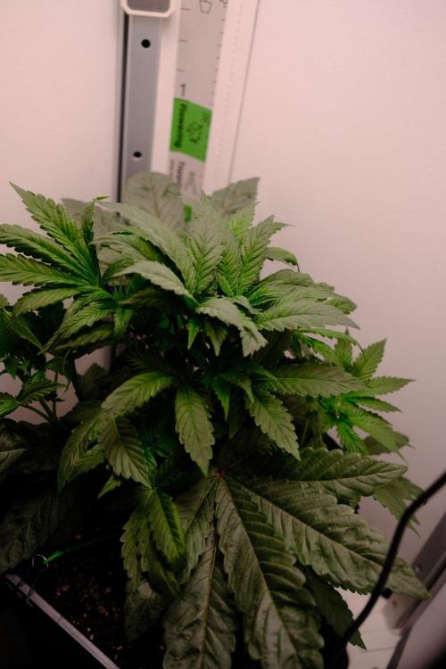 Golosa - Contest Grow - Delicious Seeds. Week 3