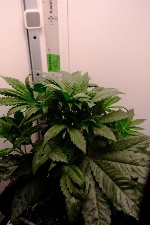 Golosa - Contest Grow - Delicious Seeds. Week 3