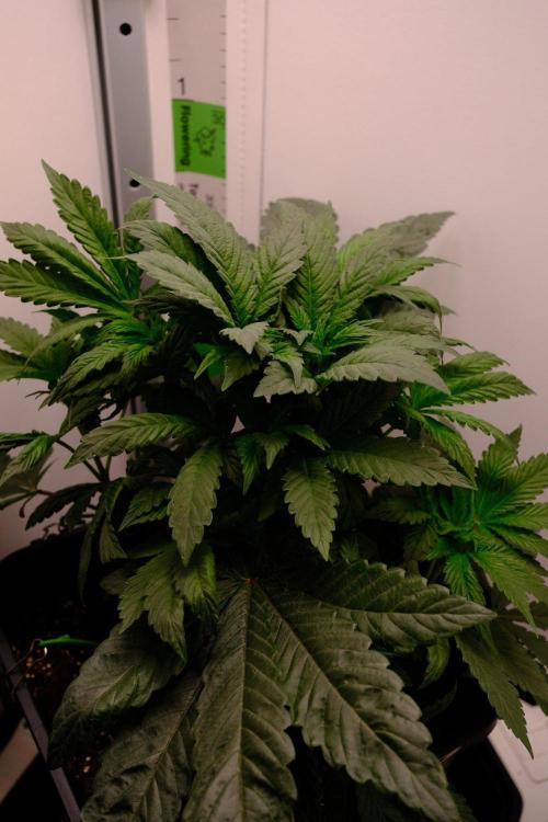 Golosa - Contest Grow - Delicious Seeds. Week 3
