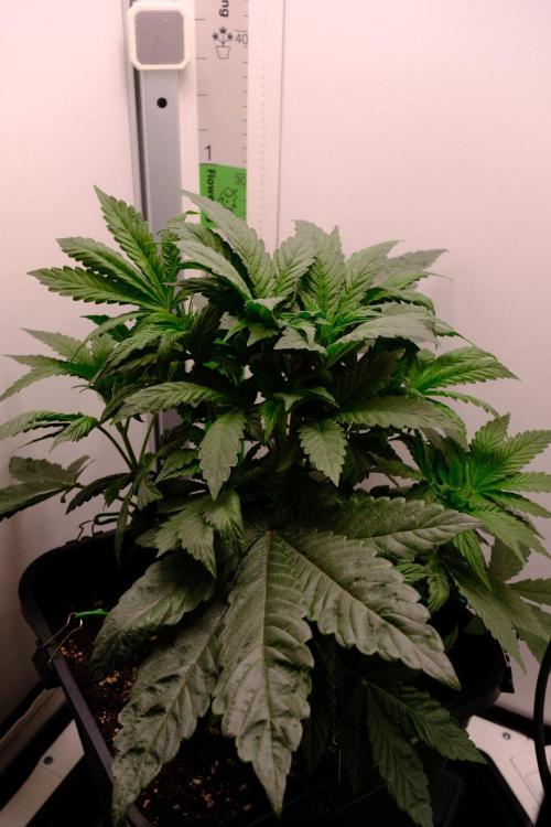 Golosa - Contest Grow - Delicious Seeds. Week 3