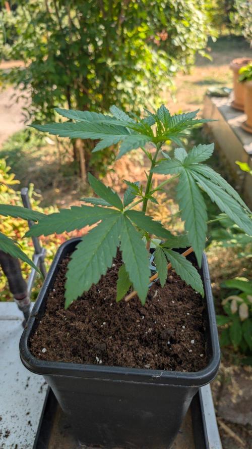 Sunset Sherbet - Outdoor. Week 2