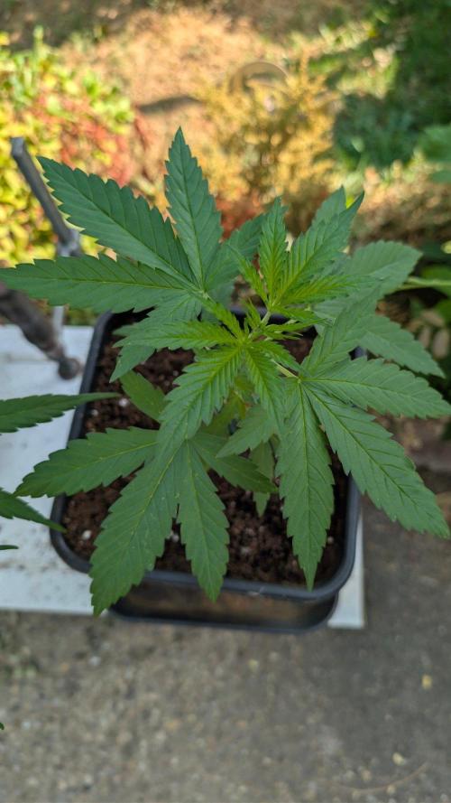 Sunset Sherbet - Outdoor. Week 2