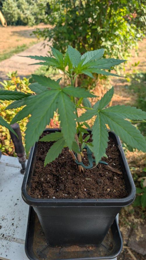 Sunset Sherbet - Outdoor. Week 2