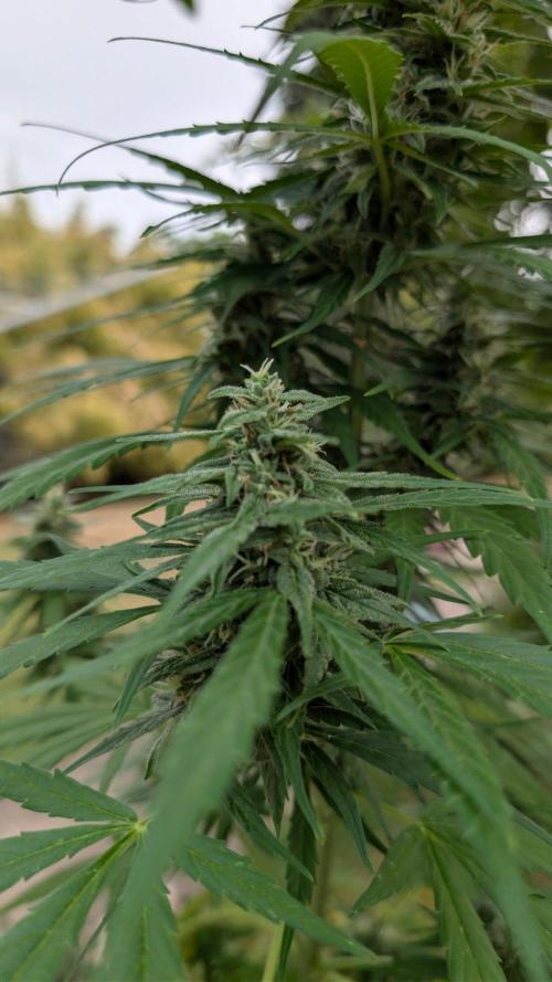 Auto Super Skunk - Outdoor. Week 7