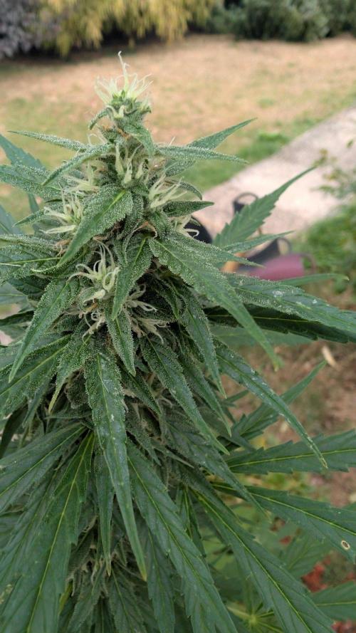 Auto Super Skunk - Outdoor. Week 7