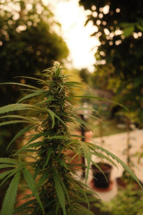 Auto Super Skunk - Outdoor. Week 7