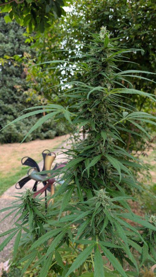 Auto Super Skunk - Outdoor. Week 7