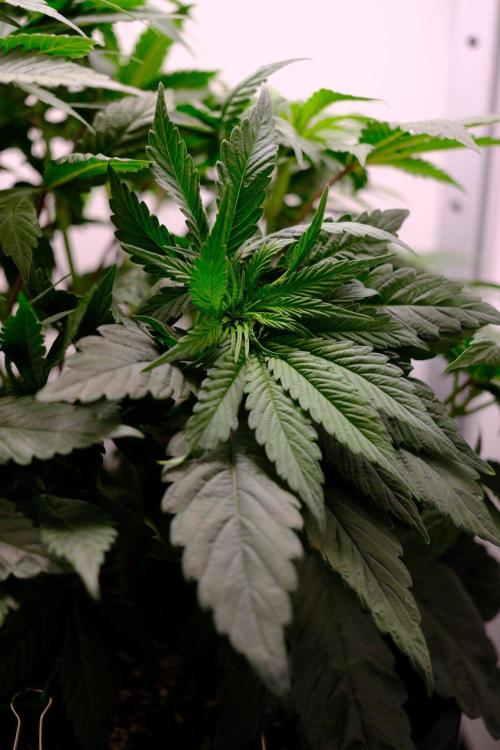 Golosa - Contest Grow - Delicious Seeds. Week 4