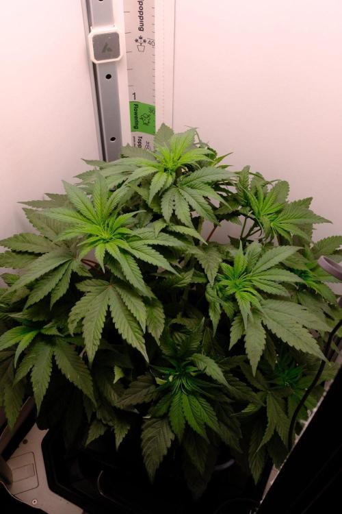 Golosa - Contest Grow - Delicious Seeds. Week 4