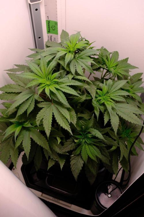 Golosa. Week 4