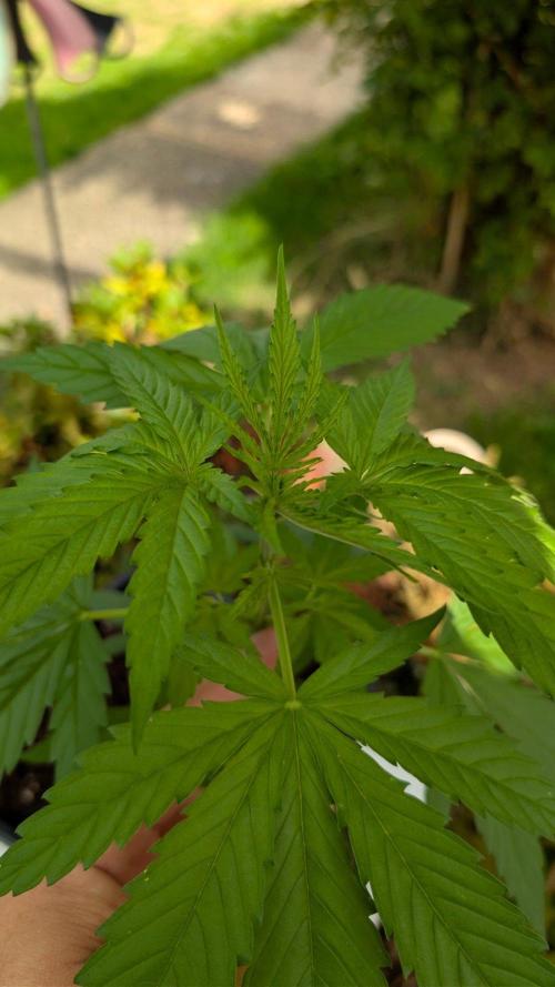 Sunset Sherbet - Outdoor. Week 3