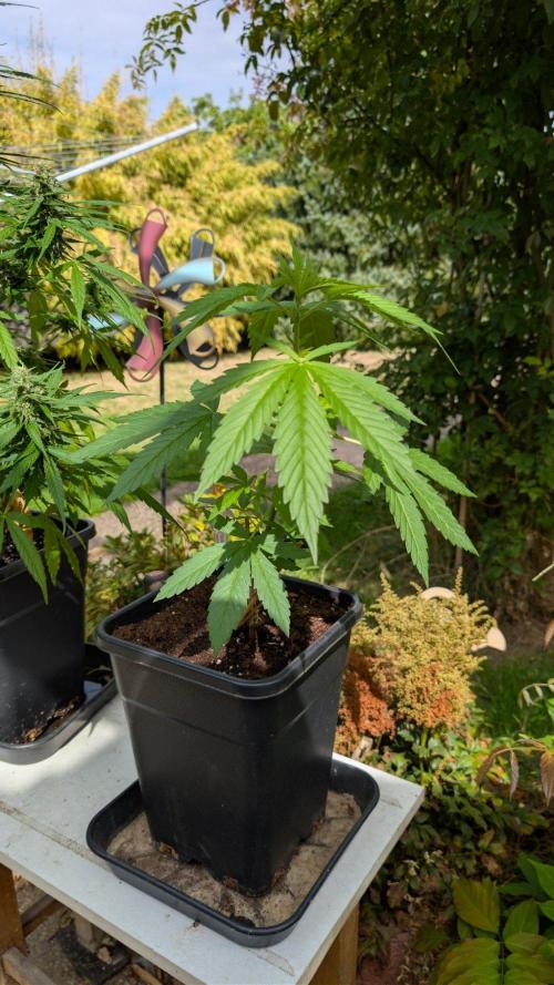 Sunset Sherbet - Outdoor. Week 3