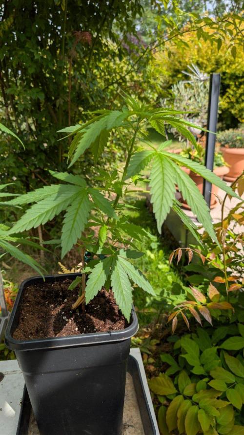 Sunset Sherbet - Outdoor. Week 3