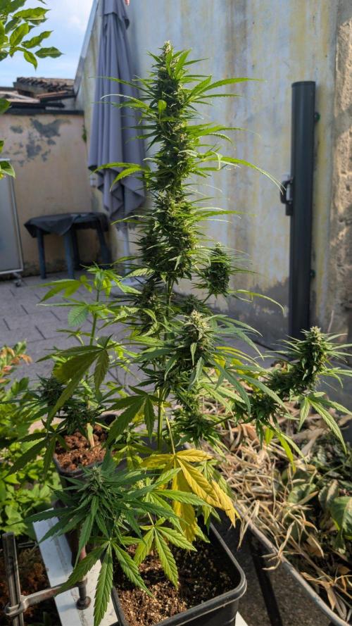 Auto Super Skunk - Outdoor. Week 8
