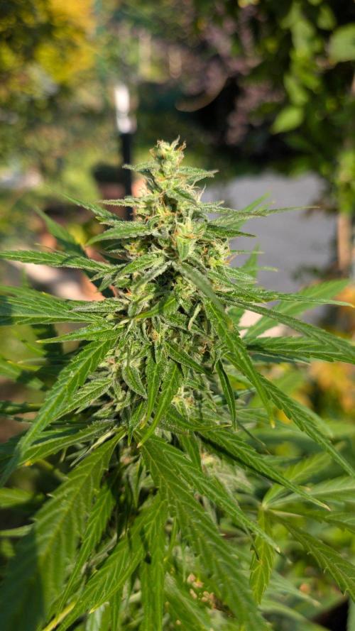 Auto Super Skunk - Outdoor. Week 8
