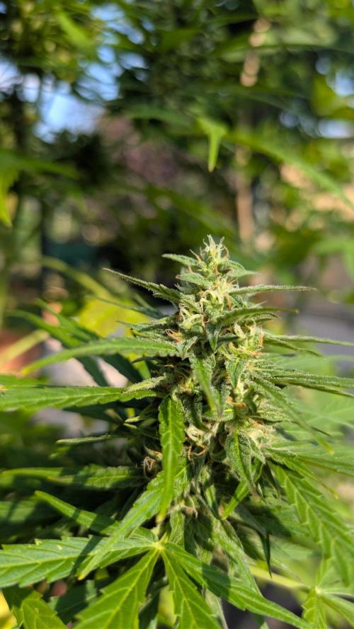 Auto Super Skunk - Outdoor. Week 8
