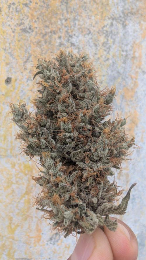 Gorilla Runtz - Seedsman. Week 13