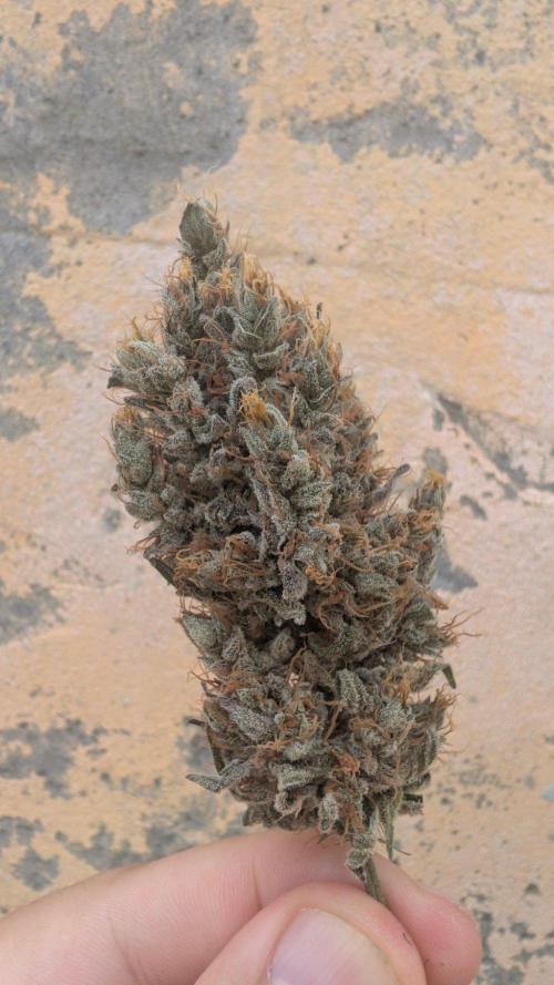 Gorilla Runtz - Seedsman. Week 13