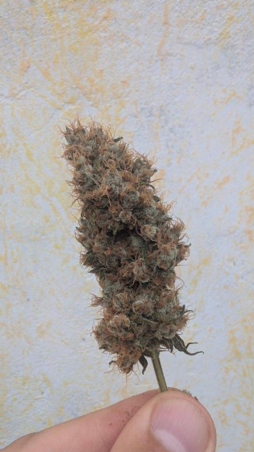Blue Zushi - Ganja Farmer. Week 12