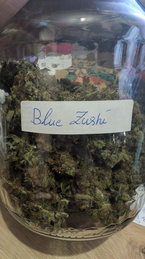 Blue Zushi - Ganja Farmer. Week 12
