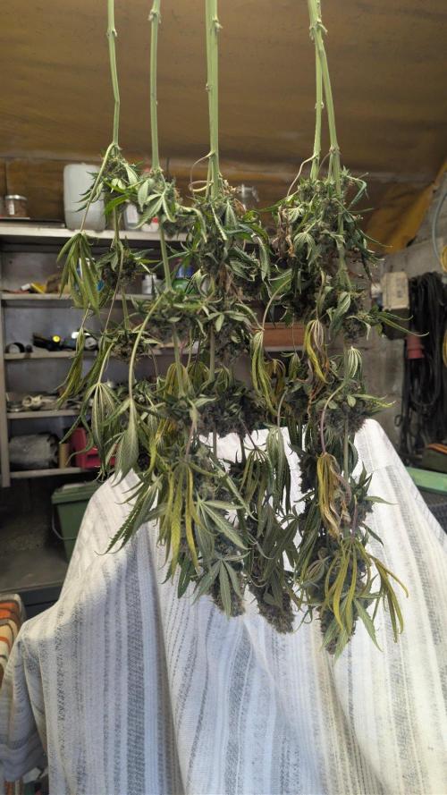 Blue Zushi - Ganja Farmer. Week 12