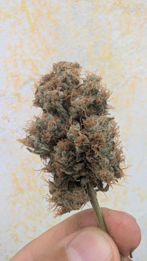 Blue Zushi. Week 12
