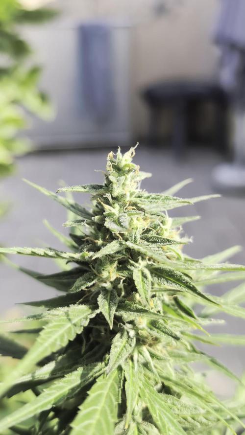 Auto Super Skunk - Outdoor