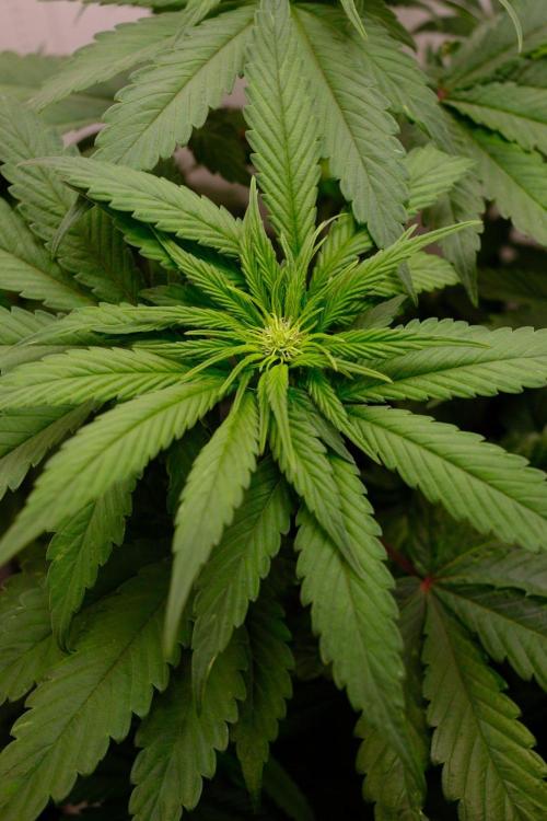 Golosa - Contest Grow - Delicious Seeds. Week 5