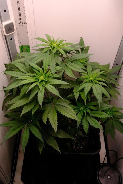 Golosa - Contest Grow - Delicious Seeds. Week 5