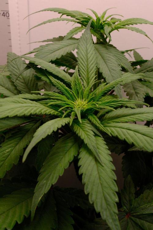 Golosa - Contest Grow - Delicious Seeds. Week 5