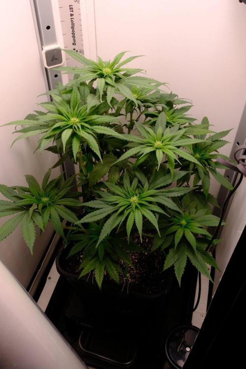 Golosa - Contest Grow - Delicious Seeds. Week 5